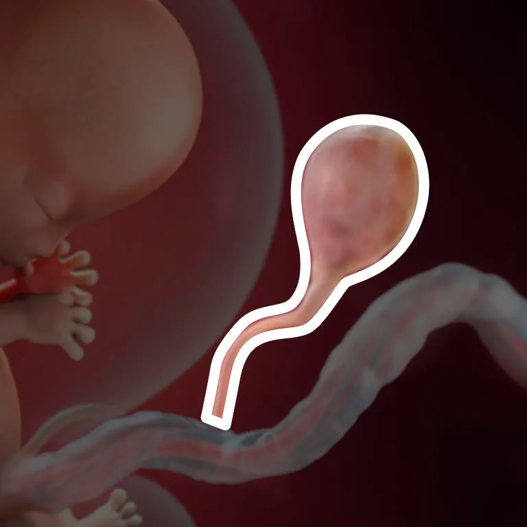 10 неделя 2024г. Эмбрион на 10 неделе беременности. Хомиладорлик хафталиги. Зародыш 10 недель беременности. Ребёнок на 10 неделе беременности.
